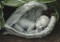 Sleeping Baby In  Wings Figure. 7"H 14.25"W 7.5"D. Resin/ Stone Mix