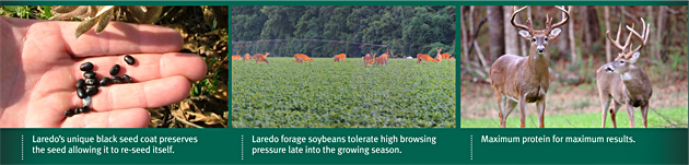 Laredo's unique black seed coat preserves the seed allowing to to re-seed itself. Laredo forage soybeans tolerate high browsing pressure late into the growing season. Maximum protein for maximum results.