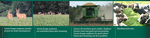 Tyrone forage soybeans provide protein for antler development. Tyrone forage soybeans can withstand heavy deer browsing. Tyrone: An excellent grain yielder. Soybean farmers have had good sucess growing Tyrone forage soybeans for grain where heavy deer browsing can be a problem. Standing room only.