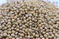 Derry Soybean Seed