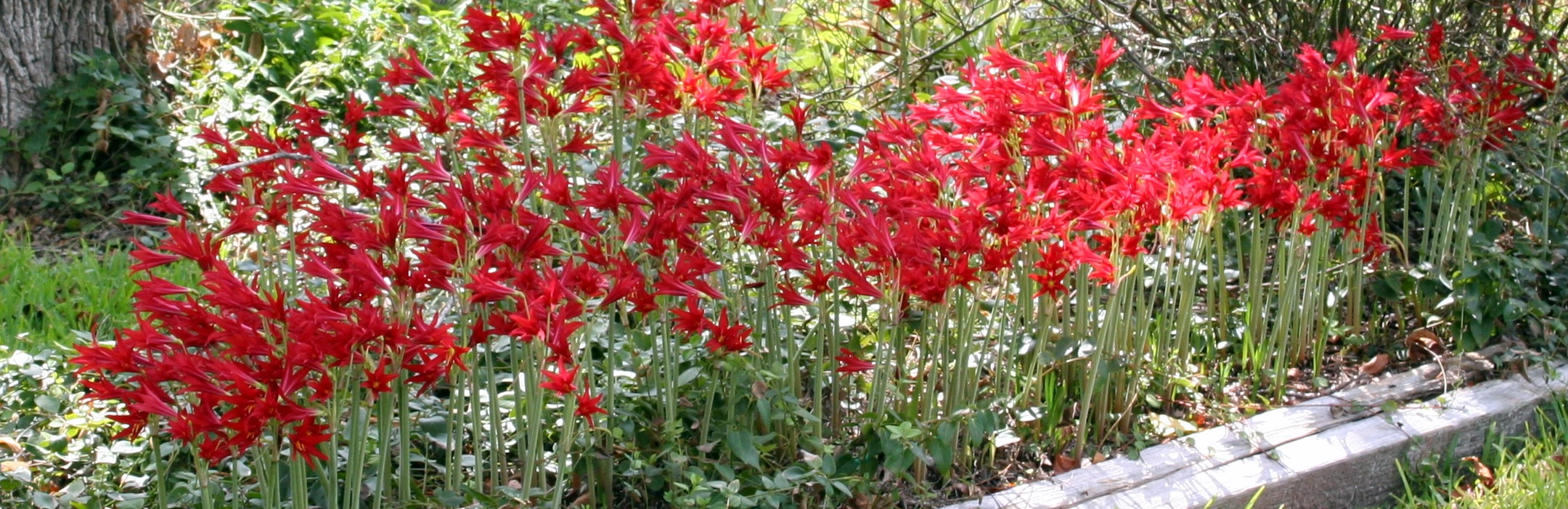 Southern Bulb Company flower bulbs