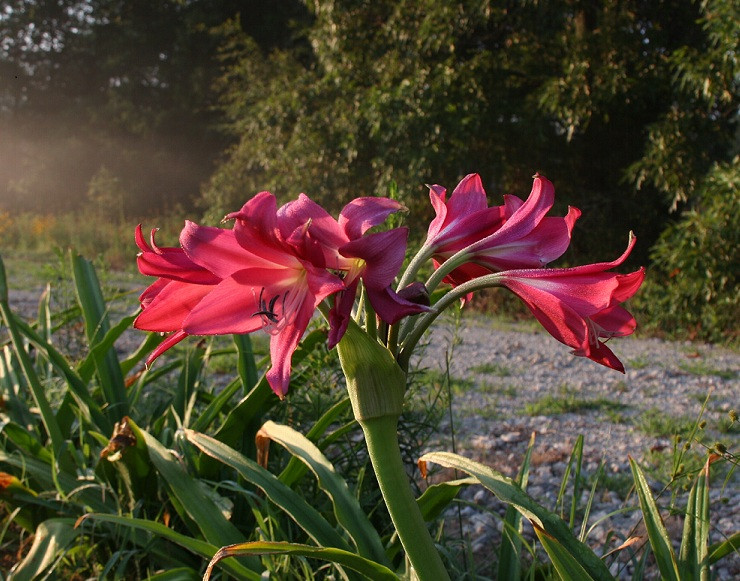 small-size bulb Ellen Bosanquet Crinum Lily