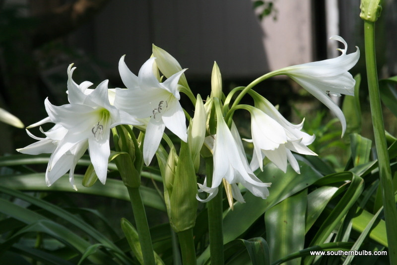 Powellii Album Crinum Lily medium-size bulb