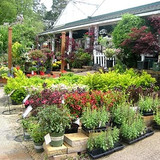 Kamis Nursery Co. 