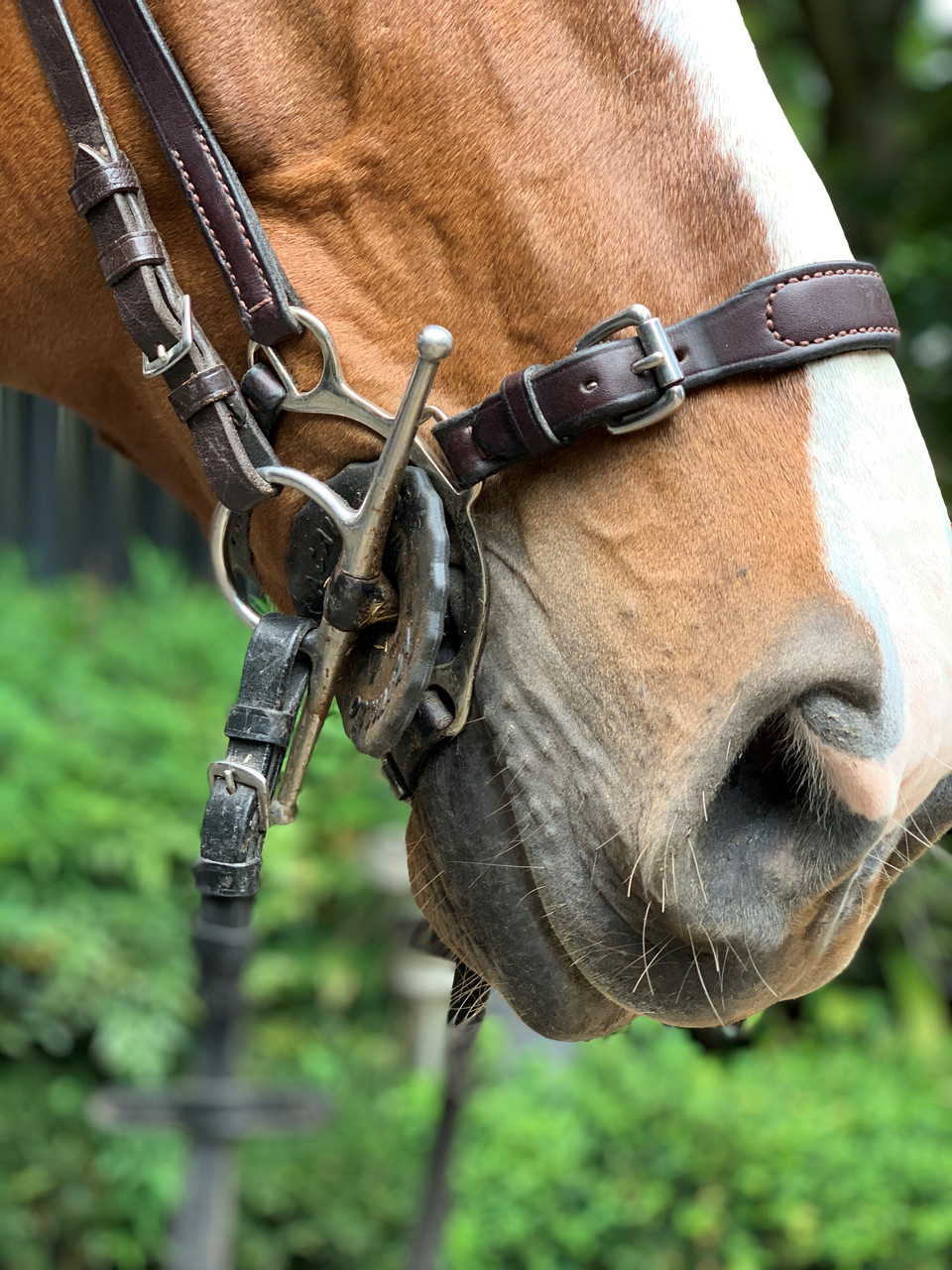 Adjustable Lever Noseband Snaffleit Horse Supplies