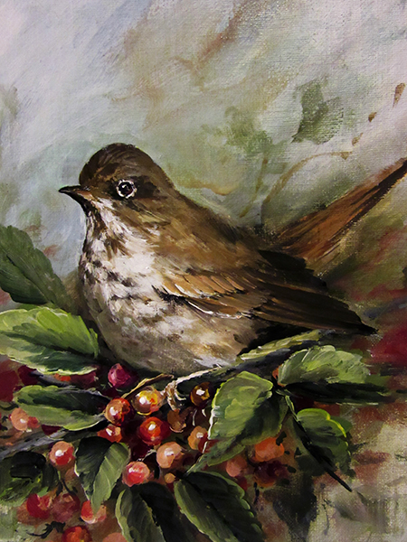 close-up-hermit-thrush-store.jpg