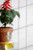 Unfinished birch beaded paneling with 2" pattern painted white.