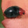 Cryptolaemus Beetle