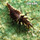 Green Lacewings Larvae