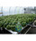 American Hydroponics Standard Commercial NFT Growing System 1152 Sites - Basil or Lettuce (AH93078HF)