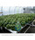 American Hydroponics Complete Commercial NFT Growing System 1152 Sites - Basil (AH93076HF)