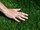 Hancock Seed Co. Common Bermuda Grass Seed, Raw & Hulled (50 pound bags) in Bulk (3)