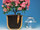 Tropf Blumat Patio, Deck & Balcony is a complete set that
includes 12 Tropf Blumats, Hose & Fittings. (4)