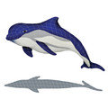 BOTTLENOSE DOLPHIN UPWARD WITH SHADOW