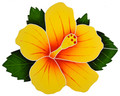 Hibiscus Yellow Pool mosaic 