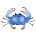 Crab 8" Blue mosaic pool inlay 