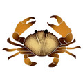 Crab 8" Brown mosaic pool inlay 