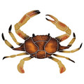 Crab 16" Brown mosaic pool inlay 