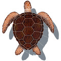 Loggerhead Turtle with Shadow Brown 16" x 16"