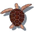 Loggerhead Turtle with Shadow Brown 9" x 10"