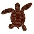 Loggerhead Turtle A Mini Brown