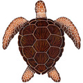 Loggerhead Turtle Brown 15" x 14"