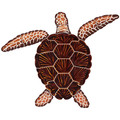 Loggerhead Turtle Brown 8" x 10"