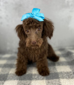 Tiny Poodle Male Scout