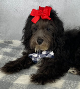 On Sale: XS Shihpoo Male Handsome