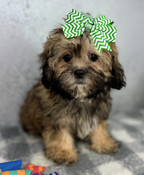 Tiny XS Shihpoo Male Humphrey