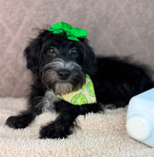 Summer Sale: XS Yorkiepoo Male Dimples