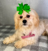 On Sale: Little Tiny Shihpoo Male Nixon