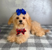 On Sale: XS Shihpoo Male Theodore