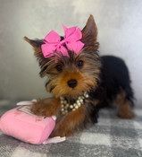 XXS Yorkshire Terrier Female Tiny-Annie