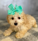 XXS Poodle Male Stewart