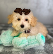 On Sale: XXS Poodle Male Tiny Stewart