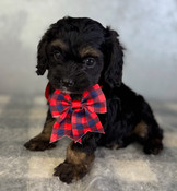 Little Cockapoo Male Carter