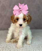XS Cavapoo Female Beauty