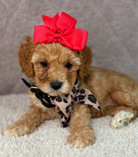 XS Cavapoo Female Blossom