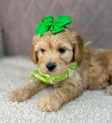 XS Cavapoo Male Buddy