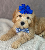 On Sale: XS Cavapoo Male Buddy