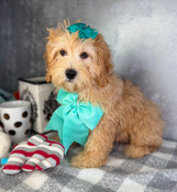 Last in the litter Sale: XS Cavapoo Male Buddy