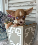 XXXS Chihuahua Female Pixie