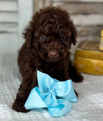 Tiny Toy Poodle Male Sutton