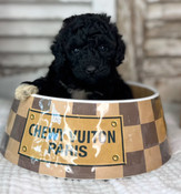 Tiny Toy Poodle Male Smokey