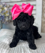Tiny Toy Poodle Female Sophie