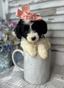Tiny Toy Cockapoo Female Caroline