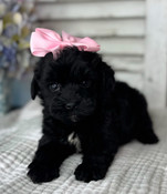 Tiny Toy Cockapoo Female Chloé