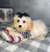 On Sale: Tiny Toy Cockapoo Male Campbell
