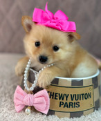 XS Pomapoo Female Pearl